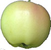 Pristine apple
