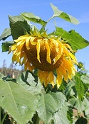 Mansisidor Family Farms sunflowers