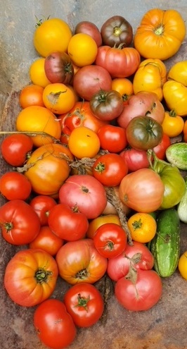 Many tomatoes from my home garden - One day's harvest