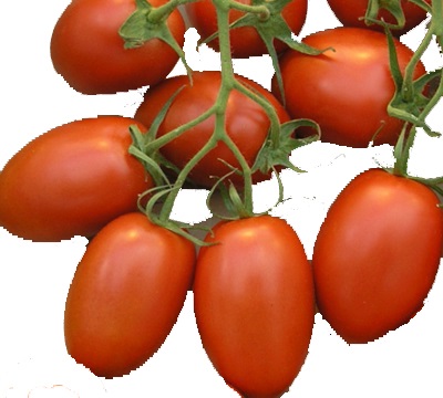 Roma paste-type tomatoes for canning and sauces
