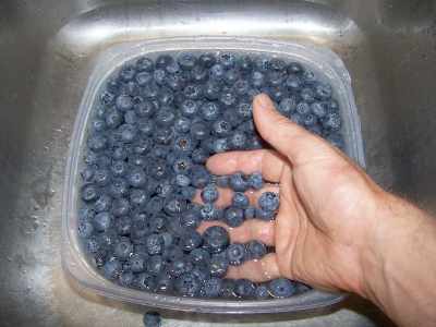 ((((ملف شامل لطرق الاطعمة بالصور)))) blueberries_sort.jpg