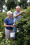 Mountainview blueberry farm