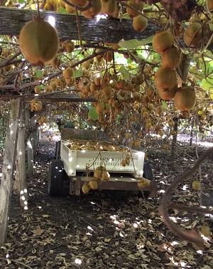 Eva Farm U-pick Kiwis