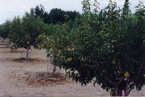 Brian Ranch Airport U*Pick Orchard