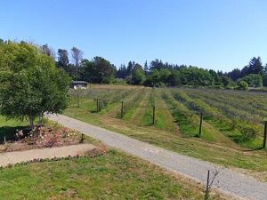 Wolfsen Farms - ORGANIC, organic Blueberries