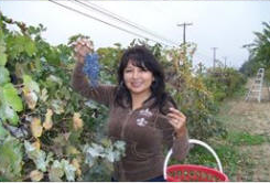 Providence Farm - Uses natural growing practices, cherries, grapes, pears, peaches