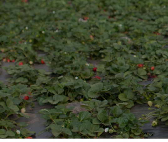 Kenny's Strawberry Farms