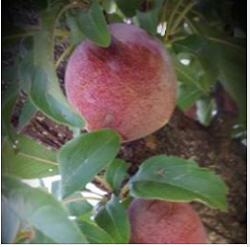 Yingst Ranch - apricots, peaches, plums, pears, apples, and persimmons