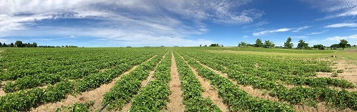 Robintide Farms