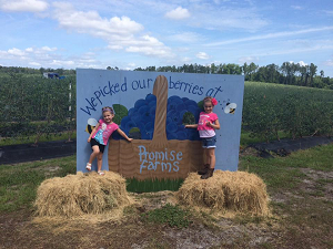 Promise farms U-pick blueberries