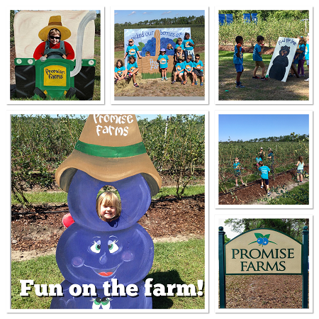 Promise farms U-pick blueberries