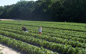 Oakley's Farm Market