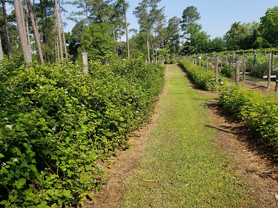 Rabbit Ridge Nursery - PYO blackberries