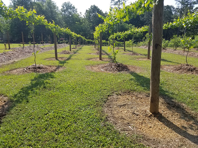Rabbit Ridge Nursery - PYO blackberries, blueberries, loganberries, muscadine grapes, raspberries, tayberries