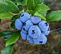 Fox Blueberries