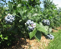 County Line blueberries