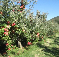 County Line apples