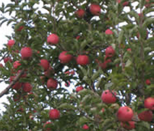 Seamans' Orchard - apples, strawberries, U-pick and already picked