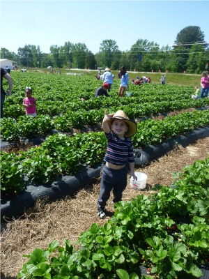 Delighting in picking the perfect strawberry at Washington Farms