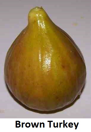 http://www.pickyourown.org/figs/fig.jpg