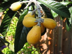 loquat.jpg