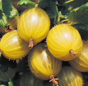 yellow gooseberries