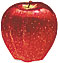 Red Delicious apple