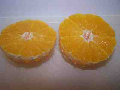 Pick fresh oranges and lemons