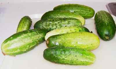 Pickling cucumbers