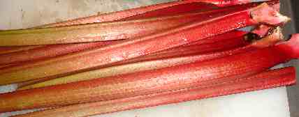 Rhubarb