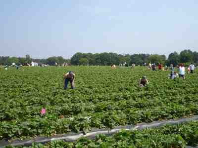 strawberry pick-your-own field