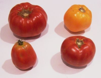 Types of tomatoes