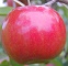Snowsweet apple