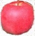 Hokuto apple