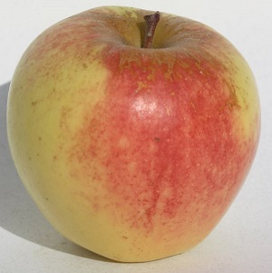 Sundance apple