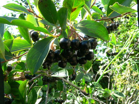 aronia berry bush