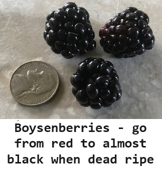 Boysenberies