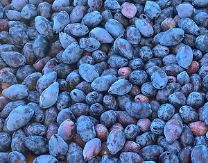 honeyberries