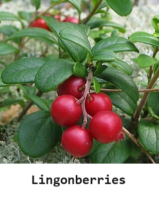 Lingonberries