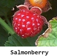 Salmonberry