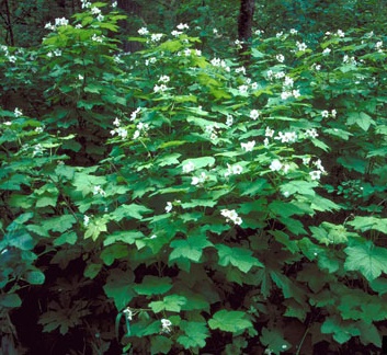 berries thimbleberry shrub