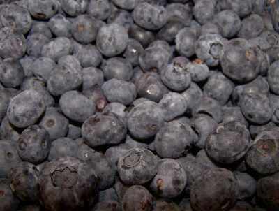 Gold Hill Blueberry Farm - No pesticides are used, blueberries, U-pick and already picked