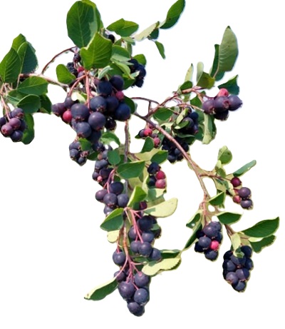 Saskatoons
