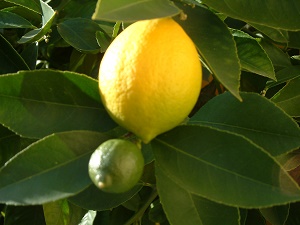 citrus/citruslemon-ontree