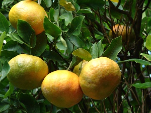 Oranges on tree