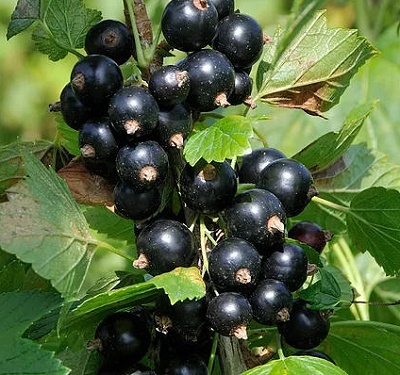 Black currants