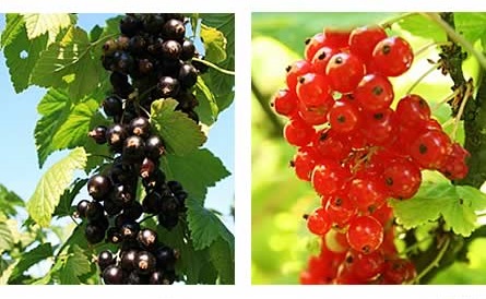 red and black currants