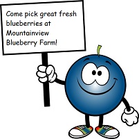 Mountainview Blueberry Farm
