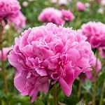 Magies peonies