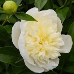 Magies peonies